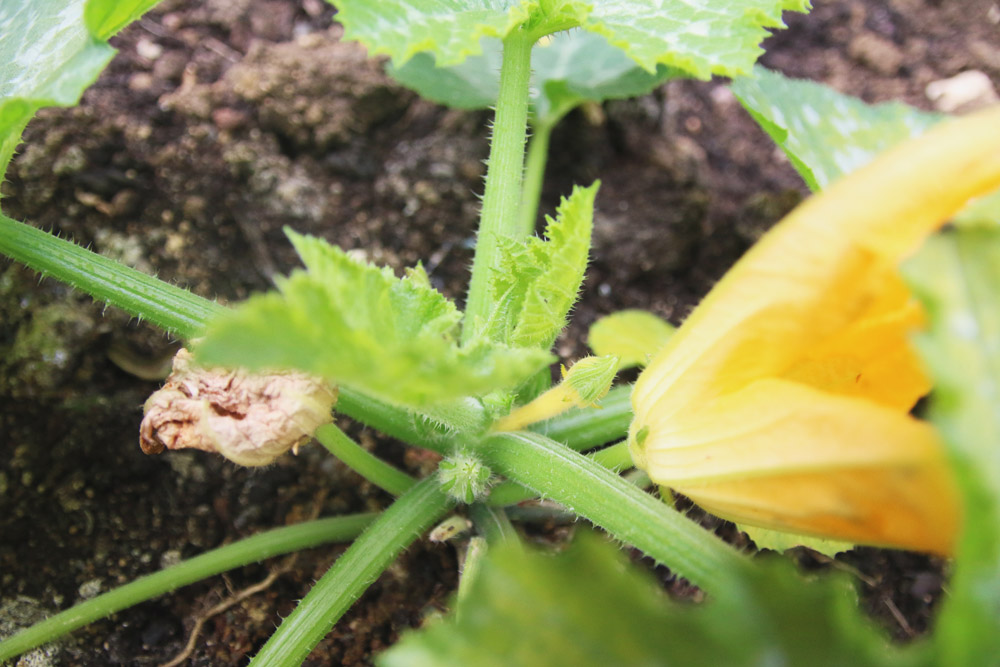 Vegetable Garden - Courgette