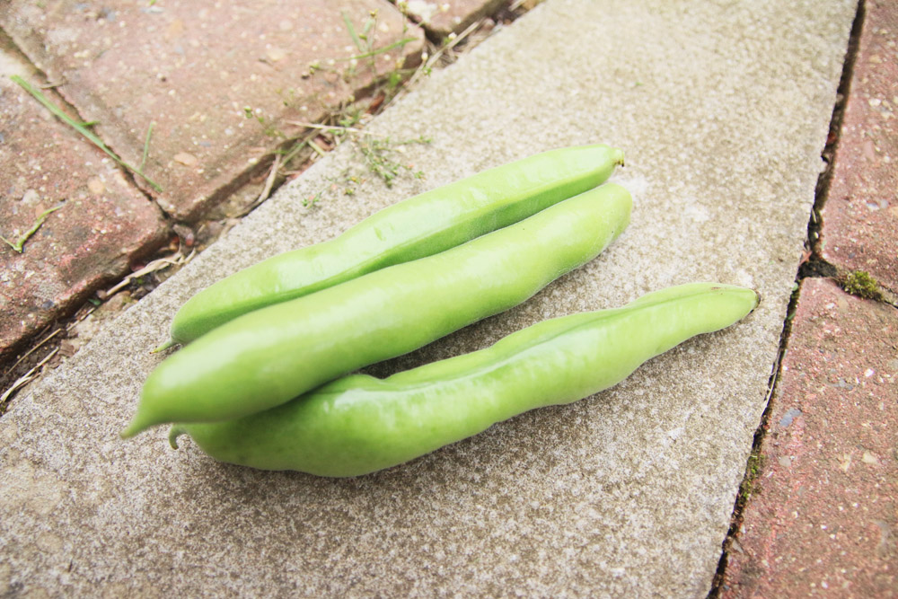 Vegetable Garden - Broad Beans