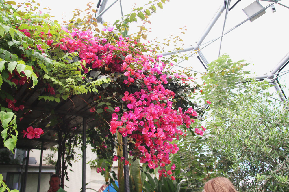 The Mediterranean Biome, The Eden Project