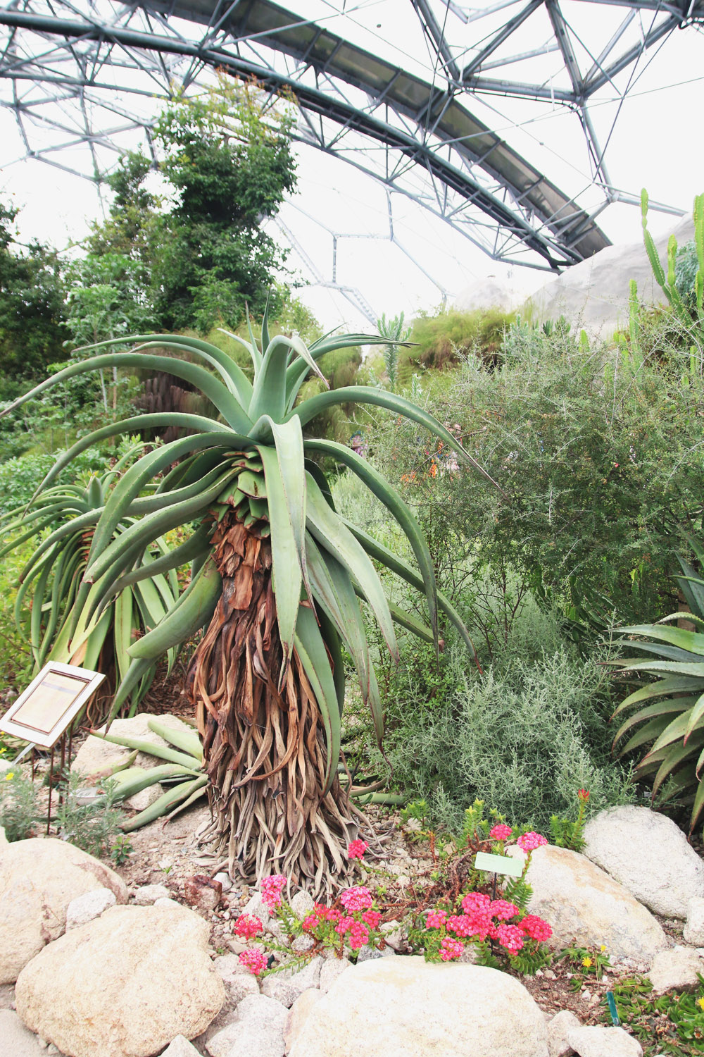 The Mediterranean Biome, The Eden Project