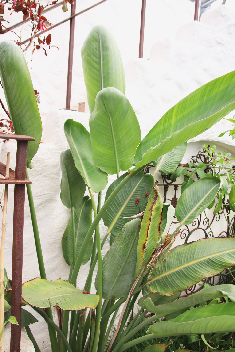 The Rainforest Biome, The Eden Project