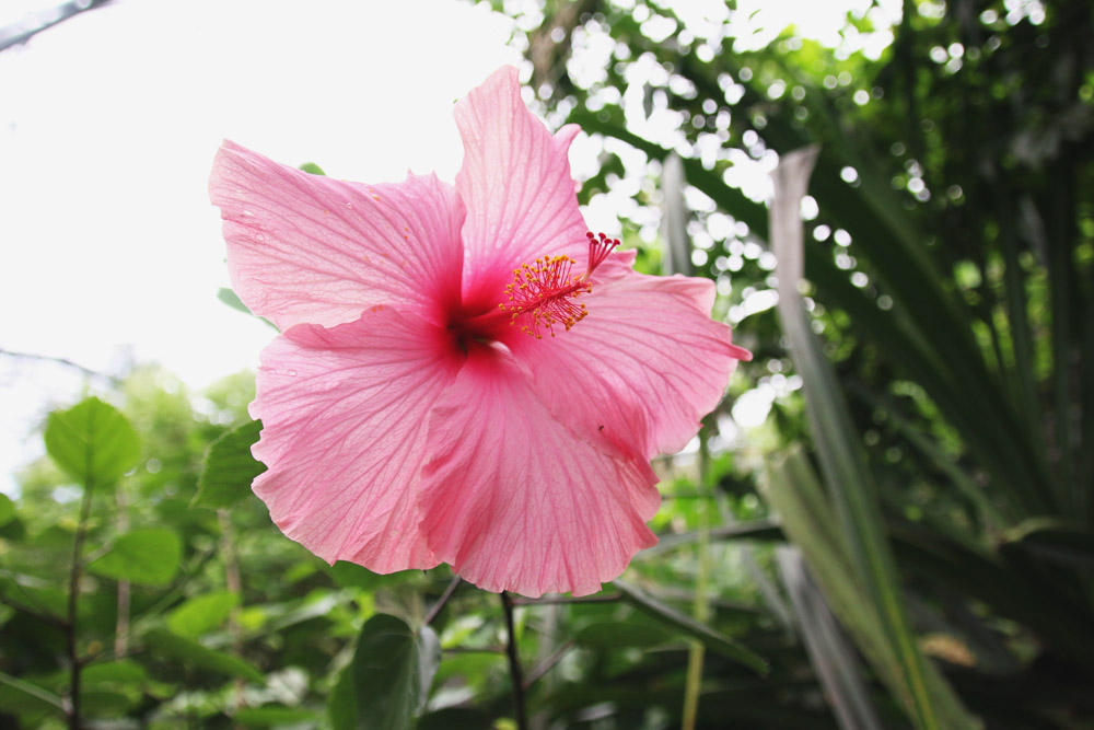 The Rainforest Biome, The Eden Project