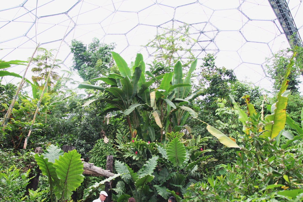 The Rainforest Biome, The Eden Project