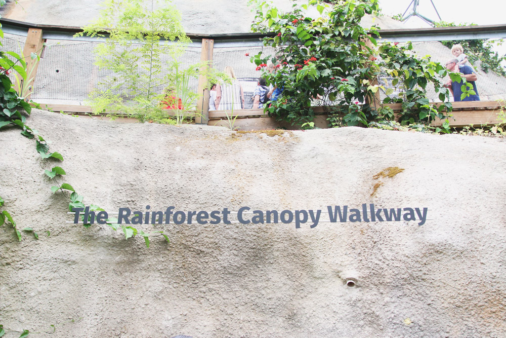 The Rainforest Biome, The Eden Project