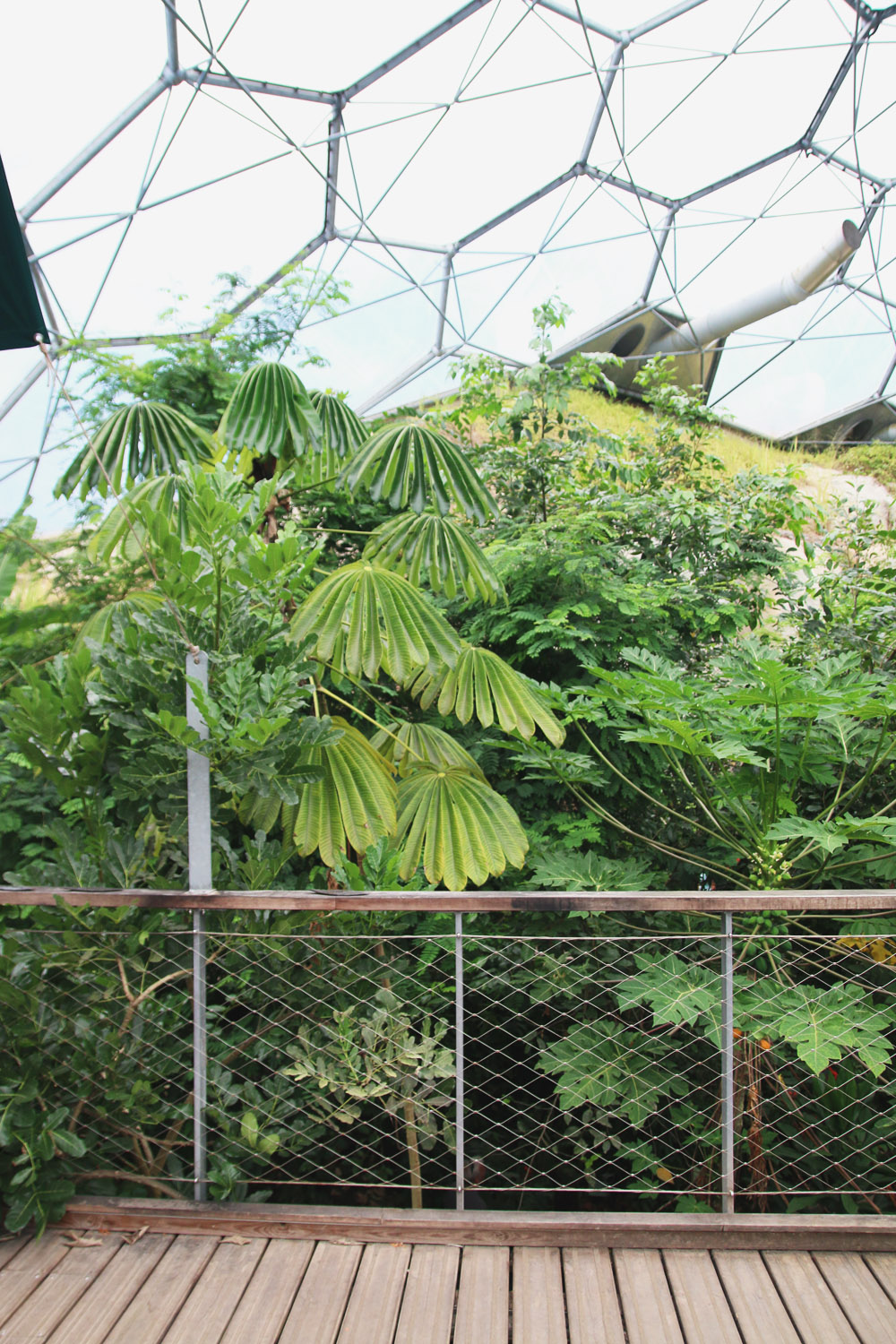 The Rainforest Biome, The Eden Project