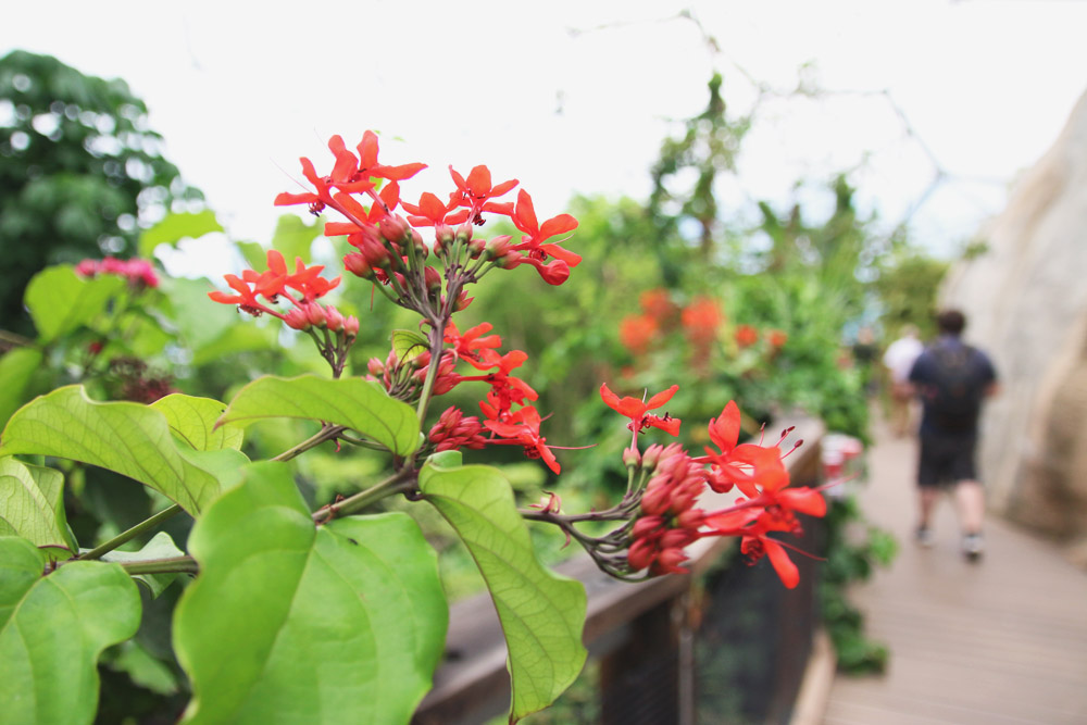 The Rainforest Biome, The Eden Project