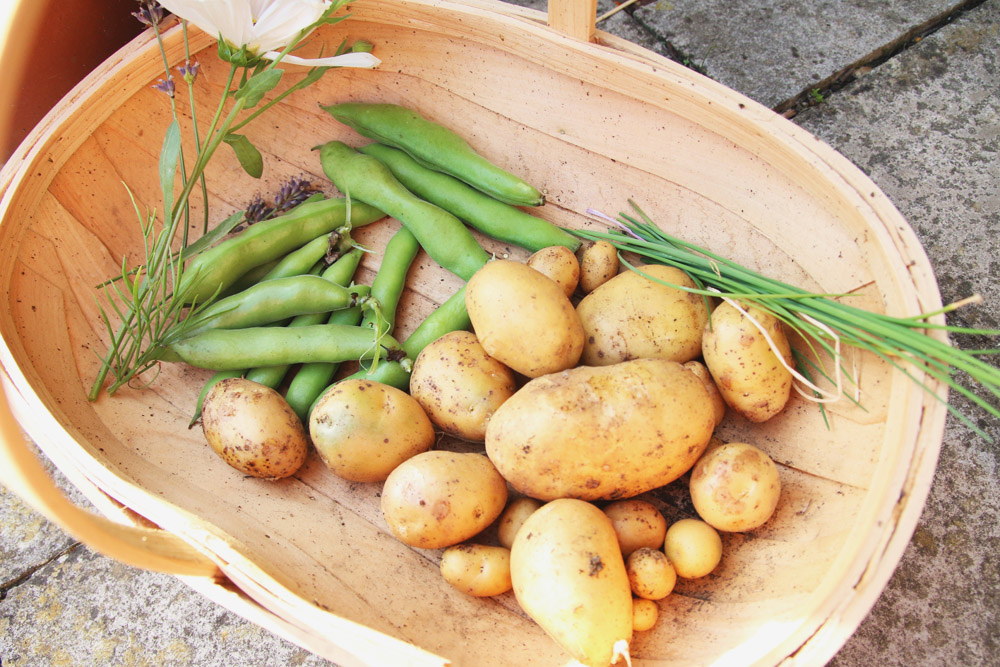 Vegetable Garden - Potato Harvest