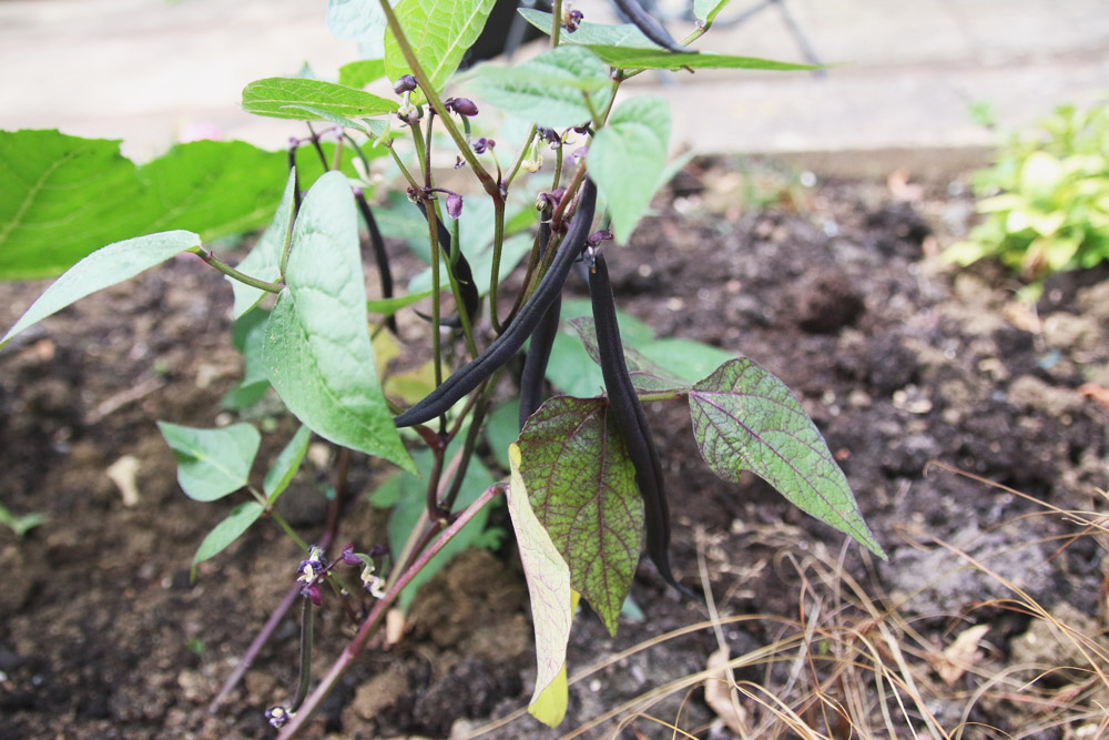 Vegetable Garden - Purple Queen French Beans