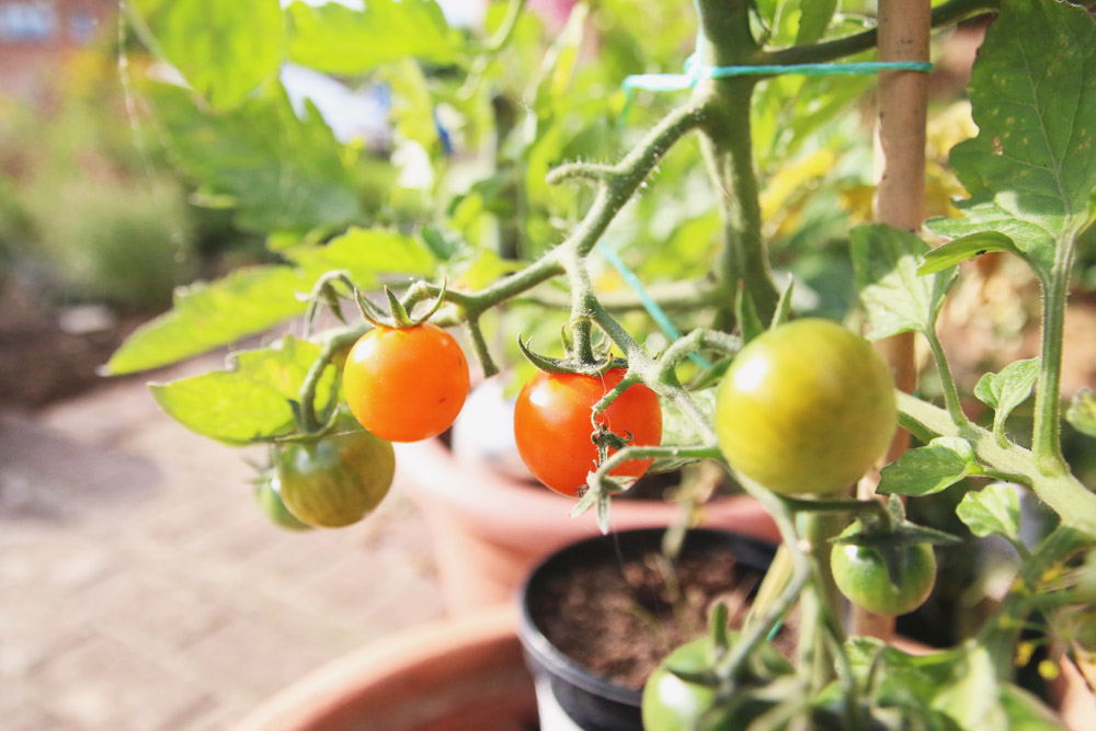 Vegetable Garden - Sungold Tomatoes