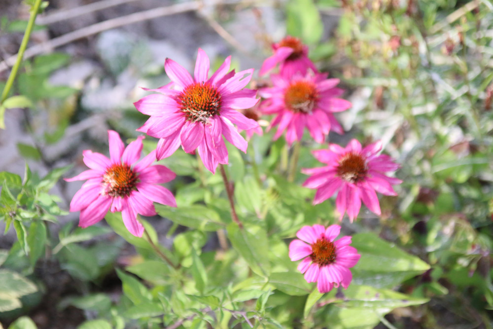 Echinacea Flowers