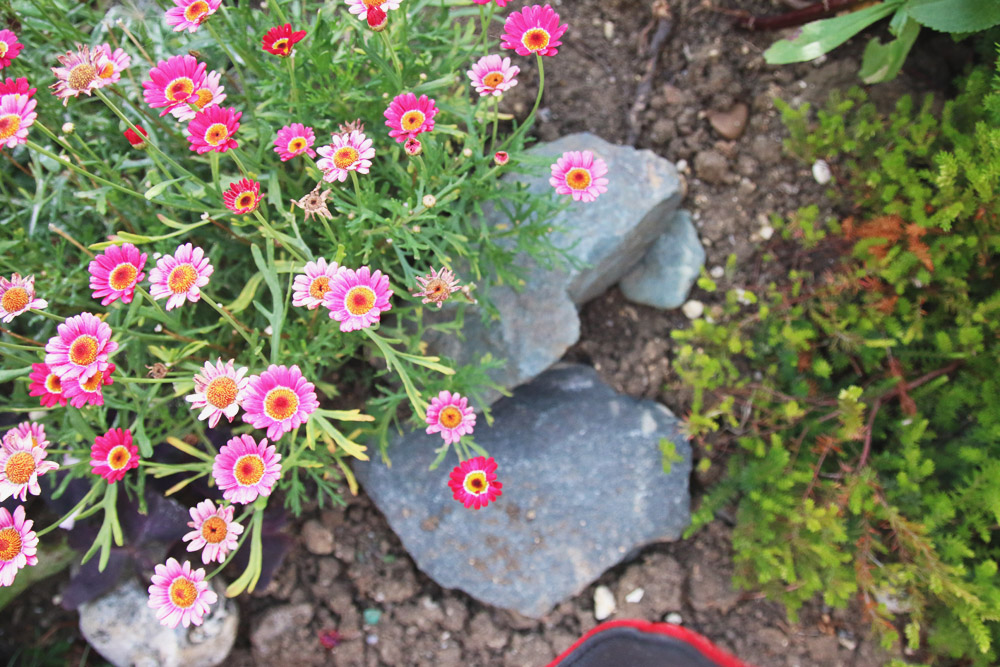 Summer Flowers