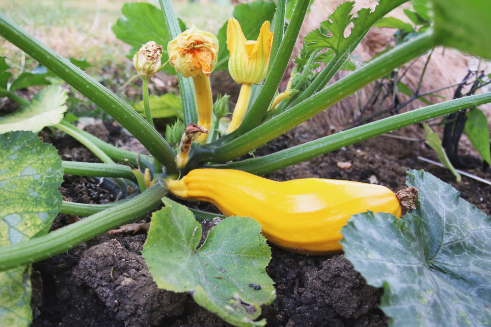 Vegetable Garden - Courgette