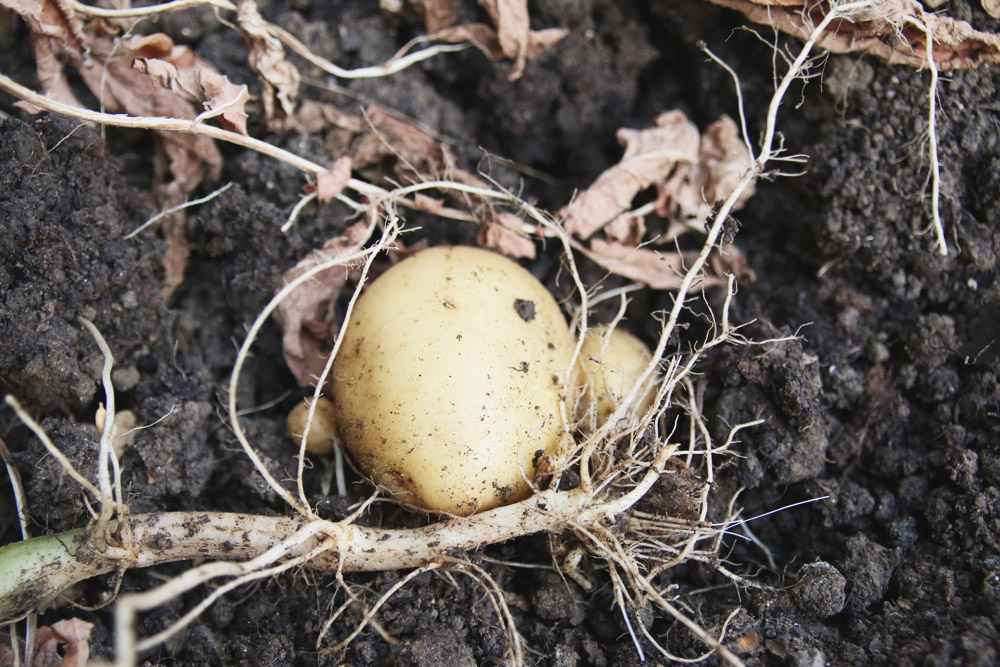 Vegetable Garden - Potatoes