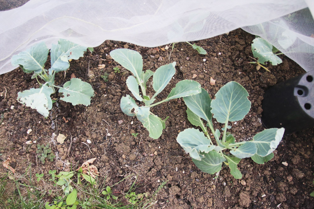 Vegetable Garden - Brassicas