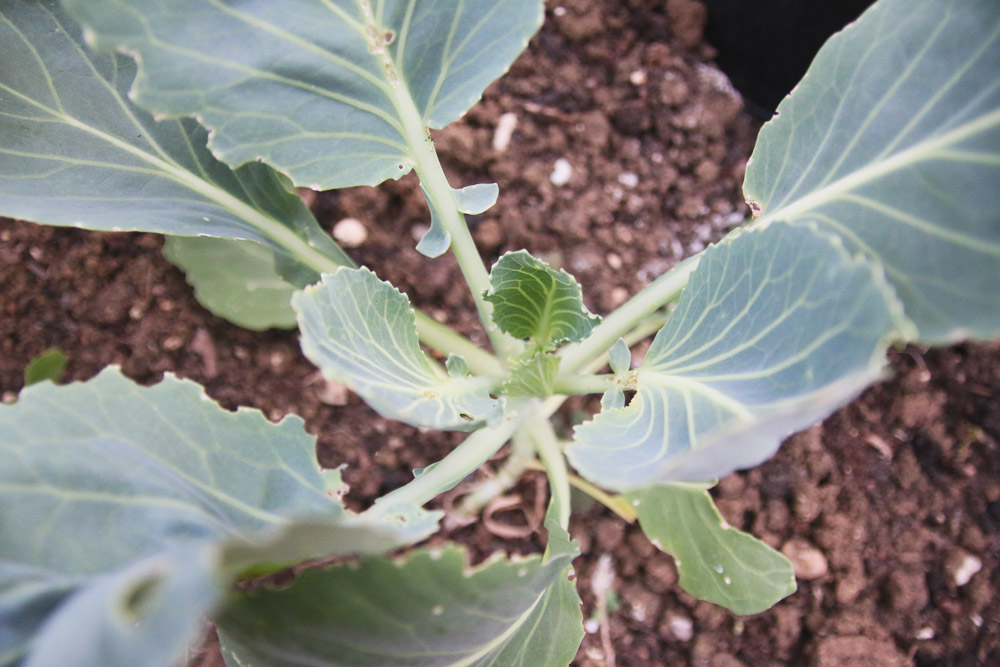 Vegetable Garden - Cabbage