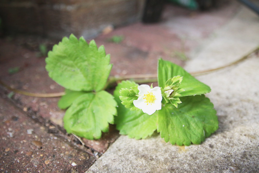 Vegetable Garden - Strawberries