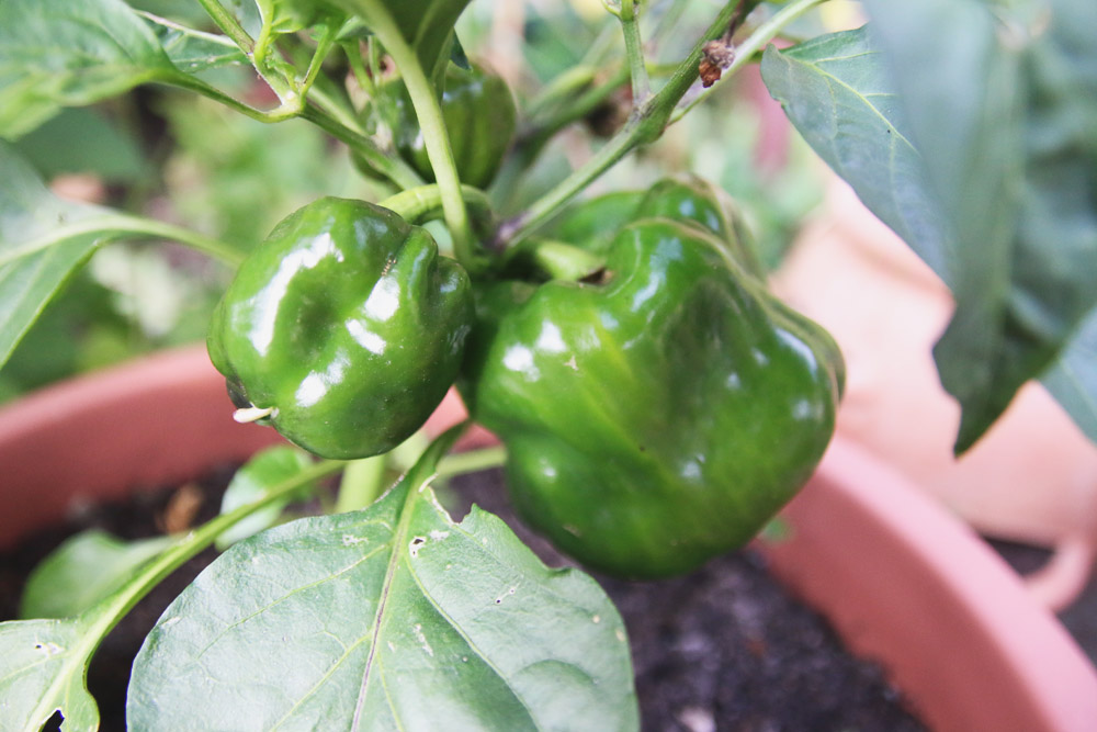 Vegetable Garden - Pepper