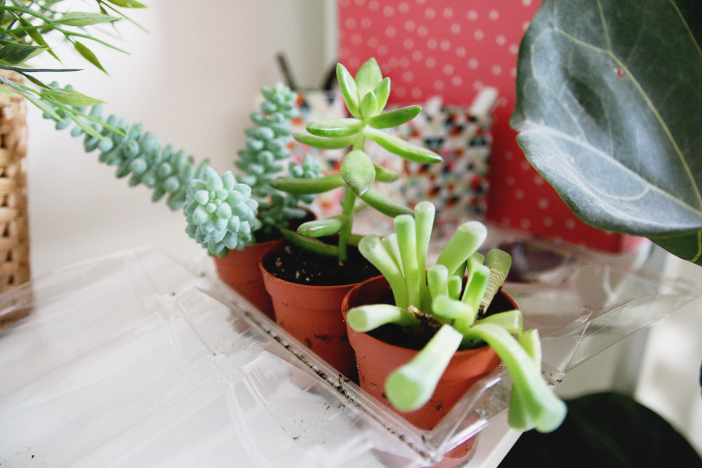 Mini Succulents