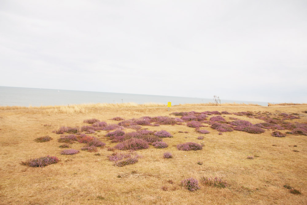 Dunwich Heath, Suffolk 