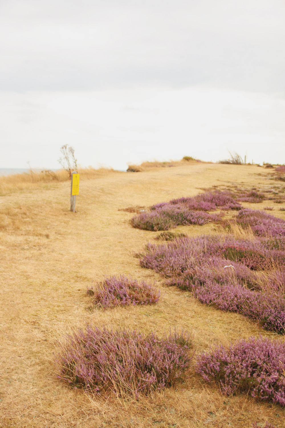 Dunwich Heath, Suffolk 