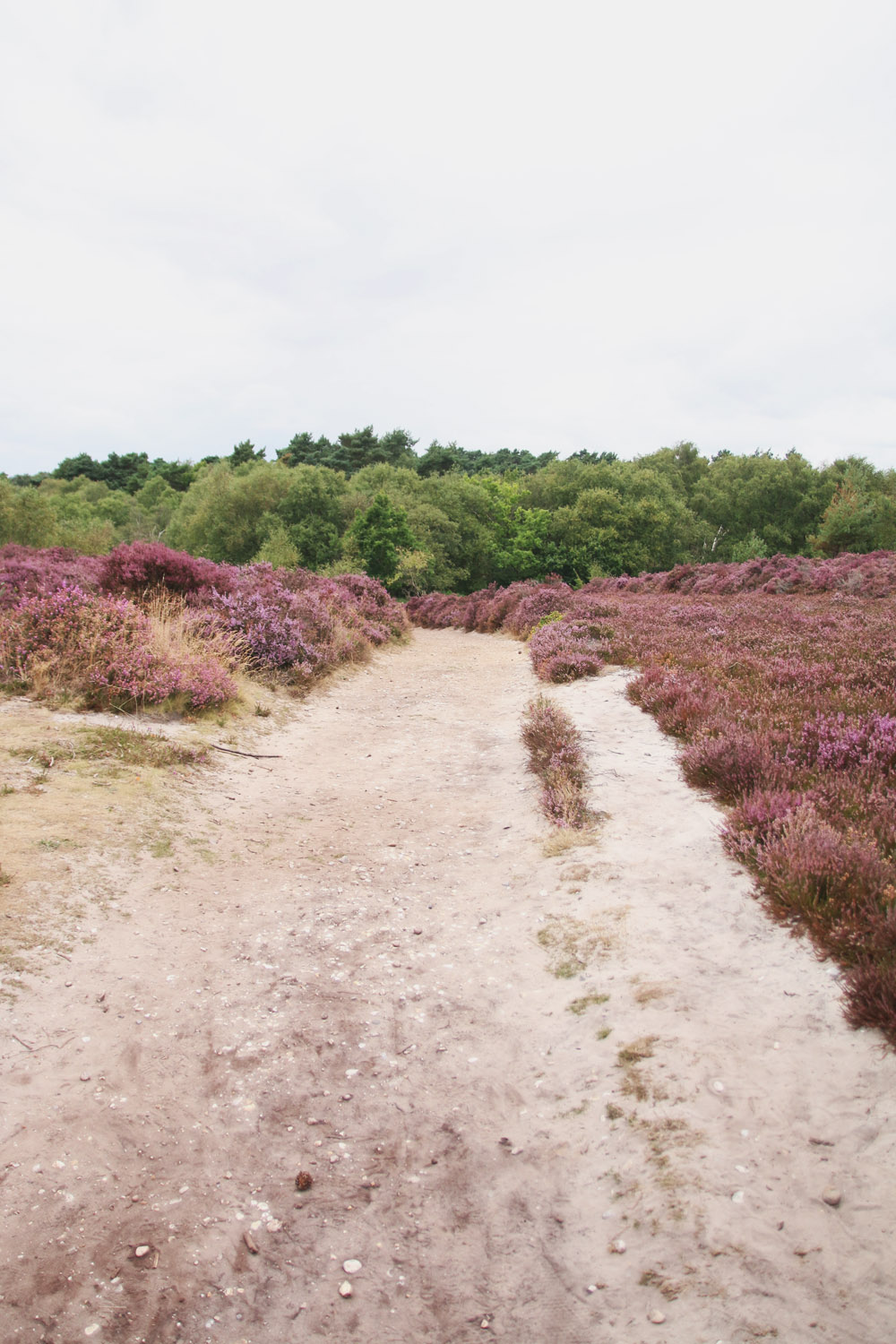 Dunwich Heath, Suffolk