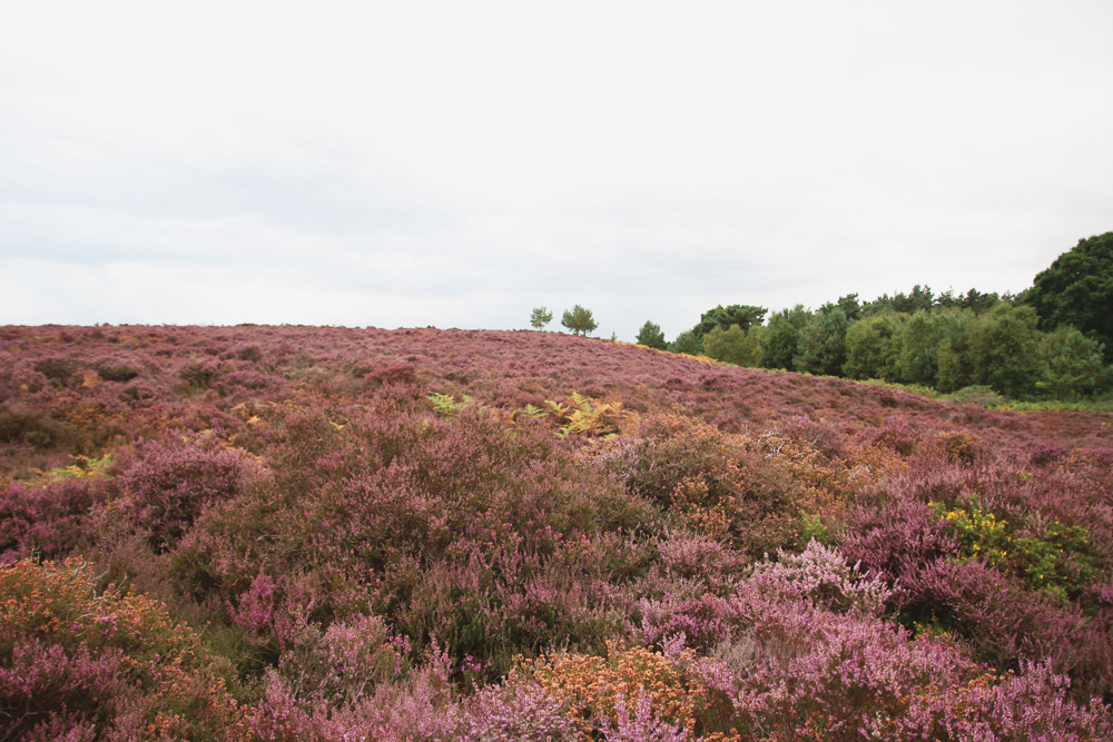 Dunwich Heath, Suffolk 