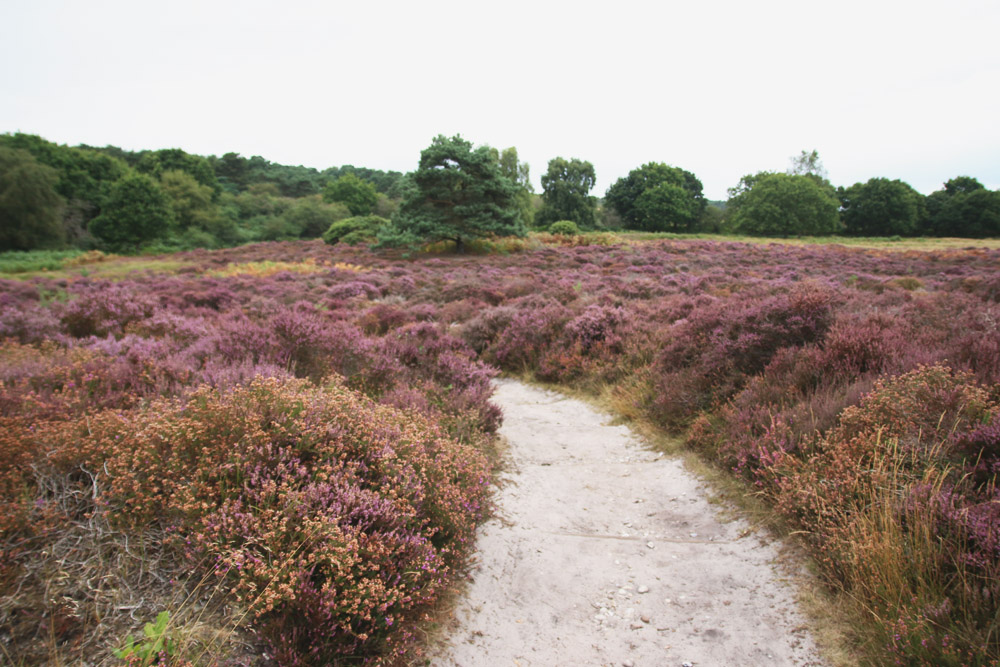 Dunwich Heath, Suffolk 