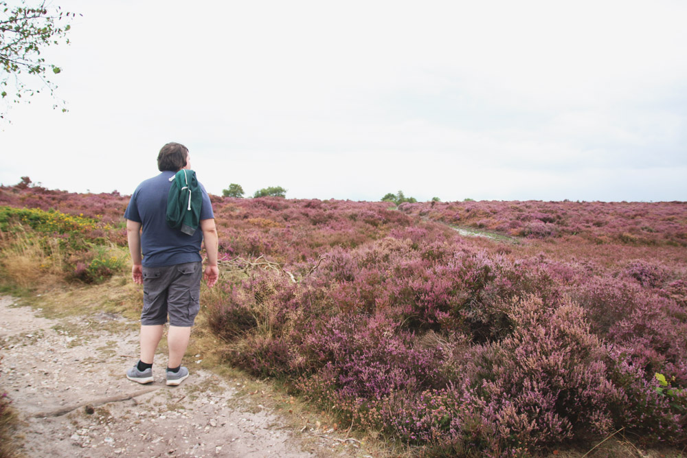 Dunwich Heath, Suffolk 