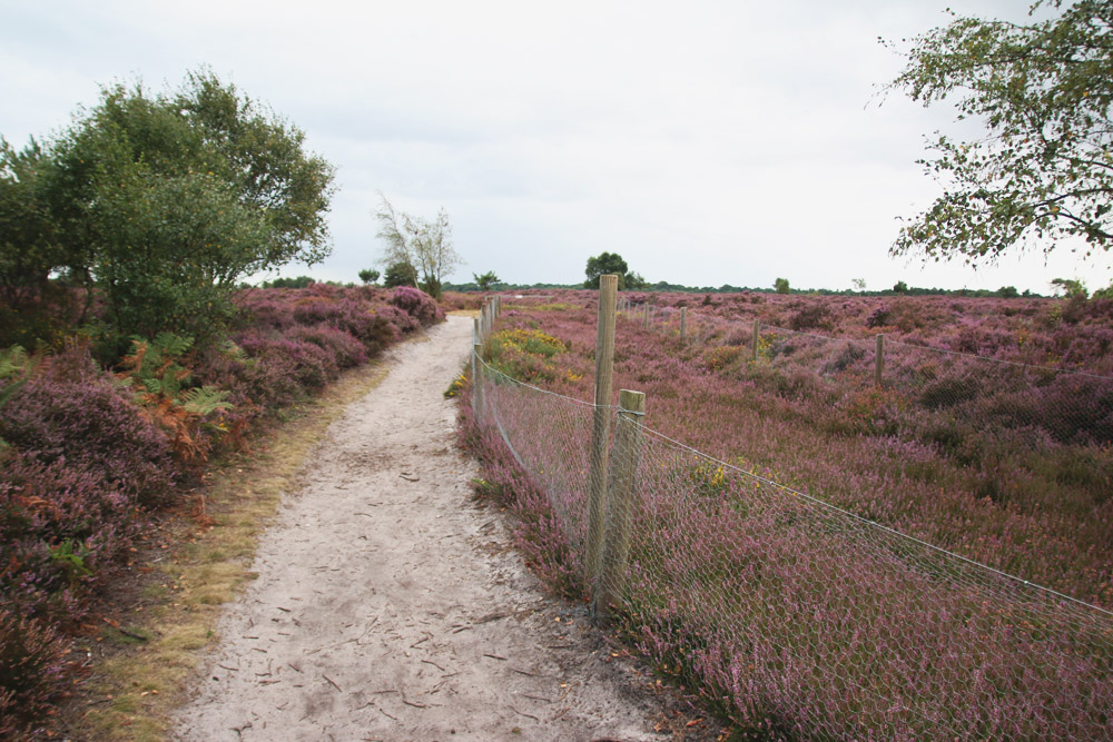 Dunwich Heath, Suffolk 