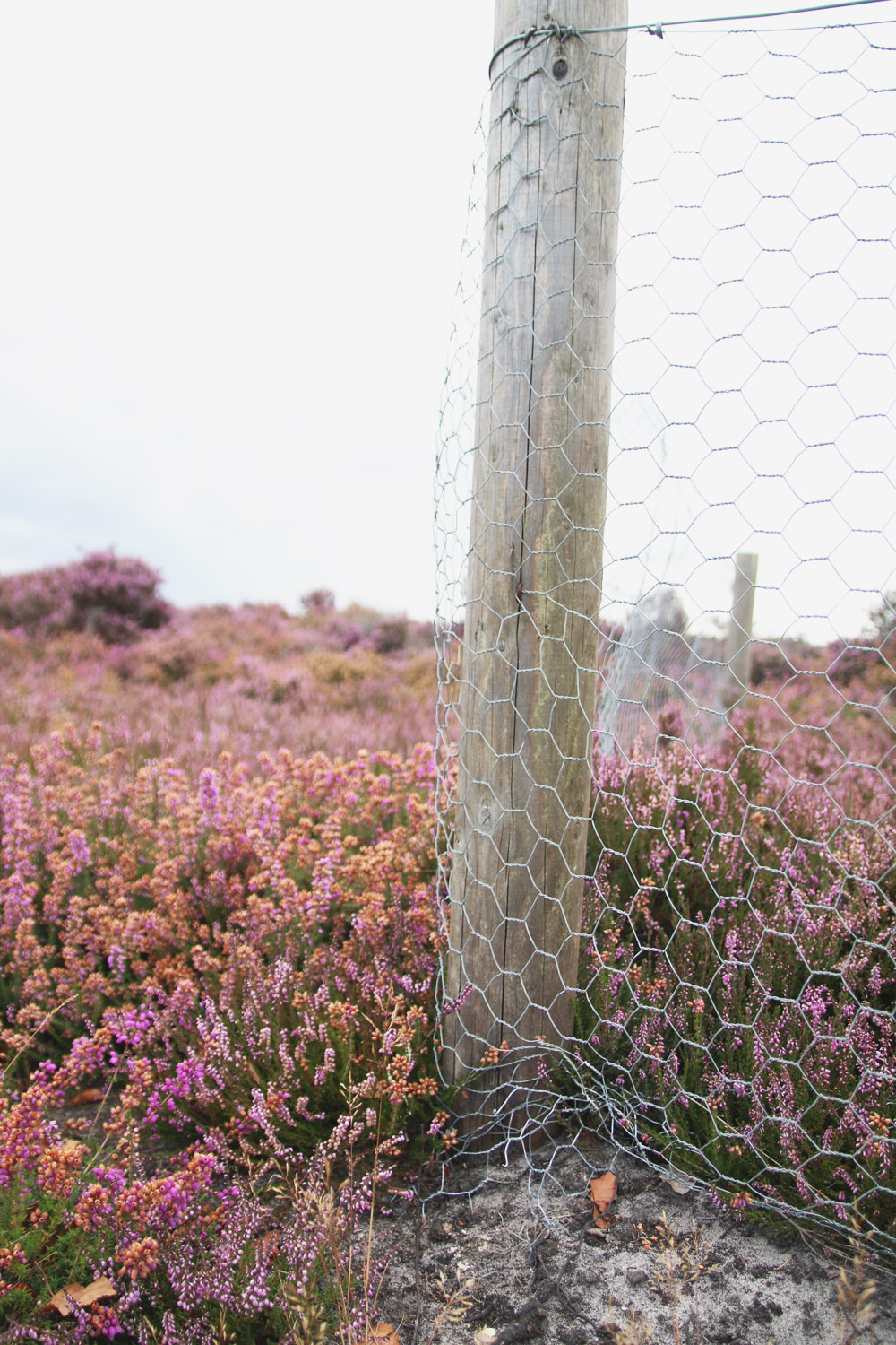 Dunwich Heath, Suffolk 