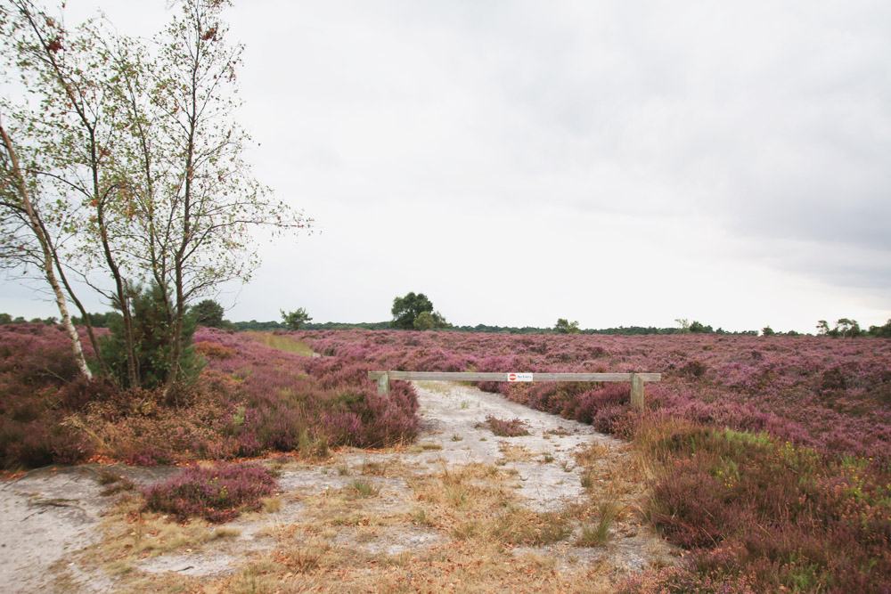 Dunwich Heath, Suffolk 