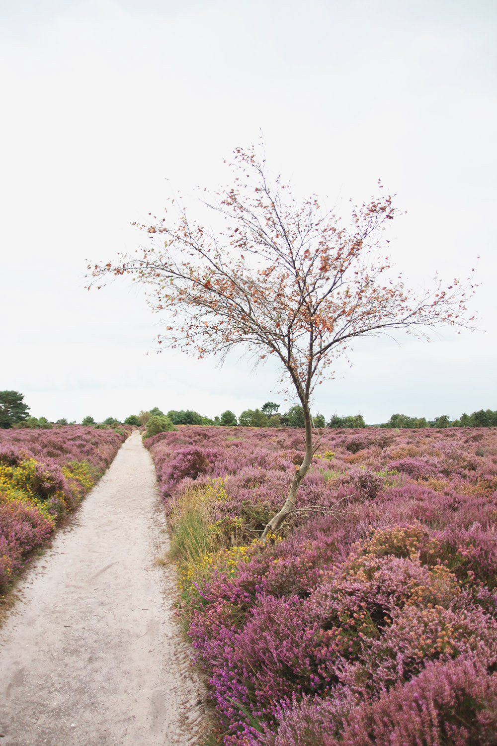 Dunwich Heath, Suffolk 