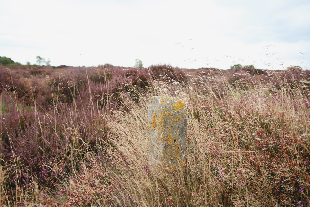 Dunwich Heath, Suffolk 