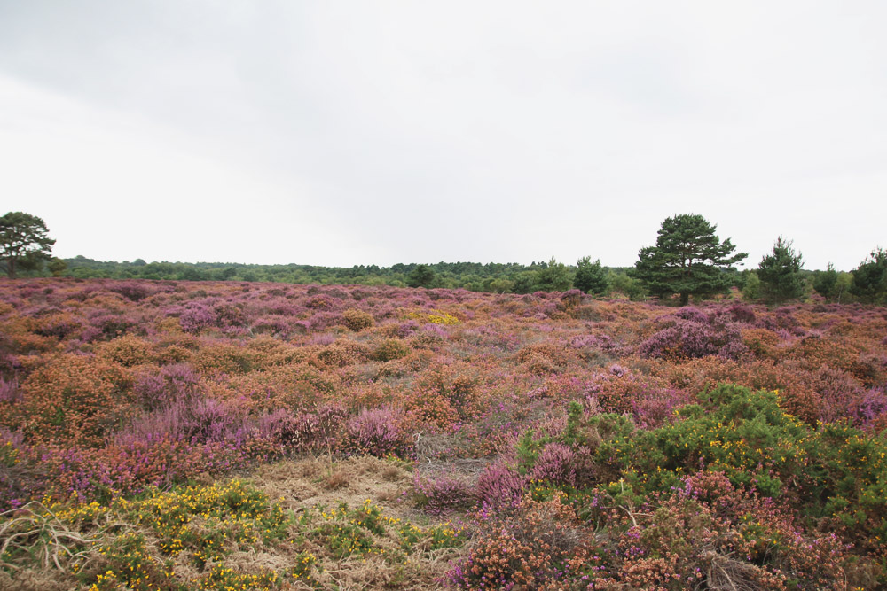 Dunwich Heath, Suffolk 