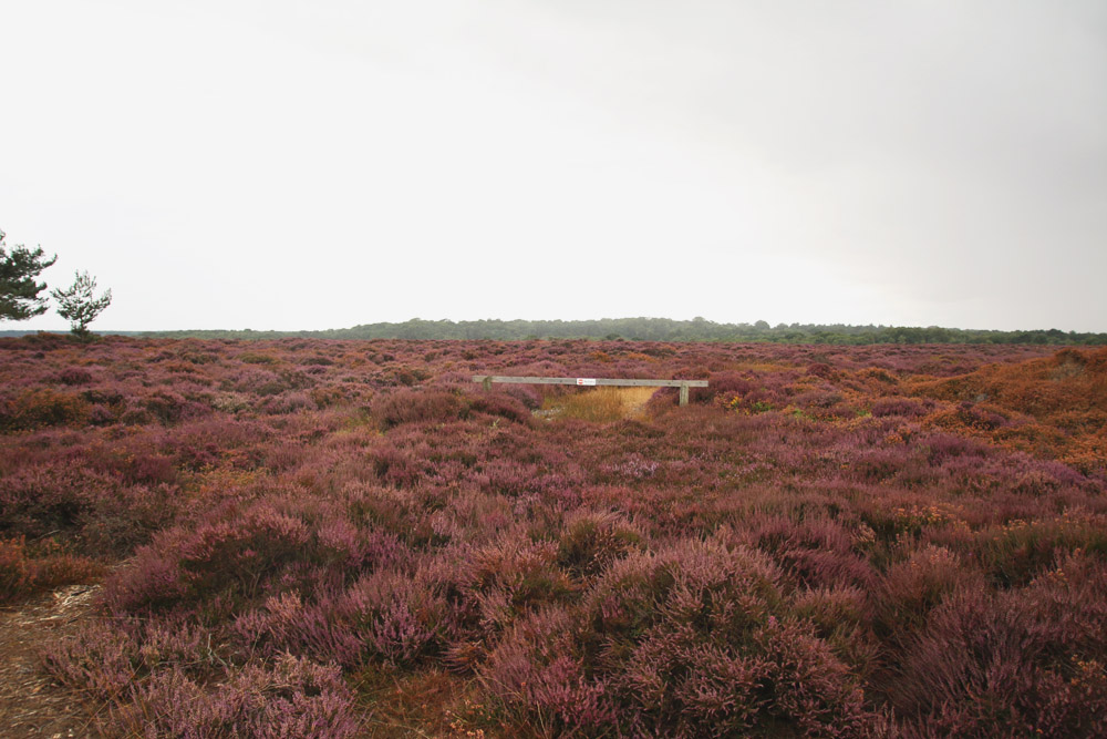 Dunwich Heath, Suffolk 