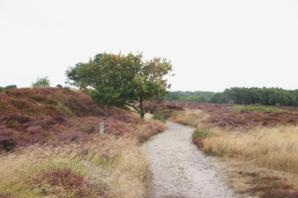 Dunwich Heath, Suffolk 