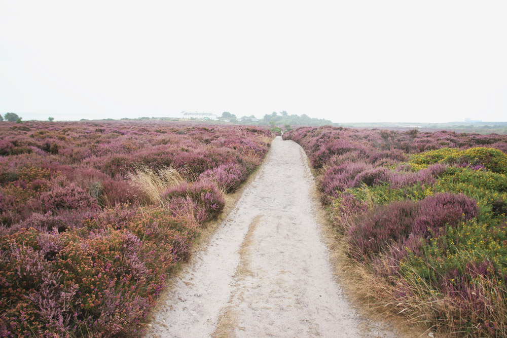 Dunwich Heath, Suffolk 