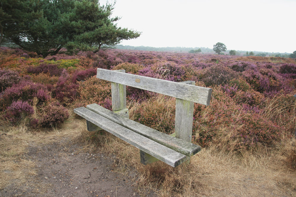 Dunwich Heath, Suffolk 