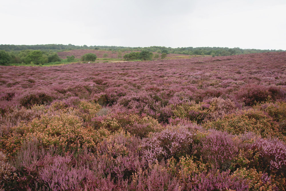 Dunwich Heath, Suffolk 