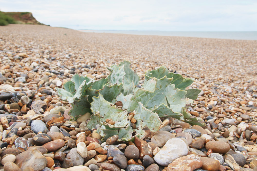 Dunwich Heath Beach, Suffolk 