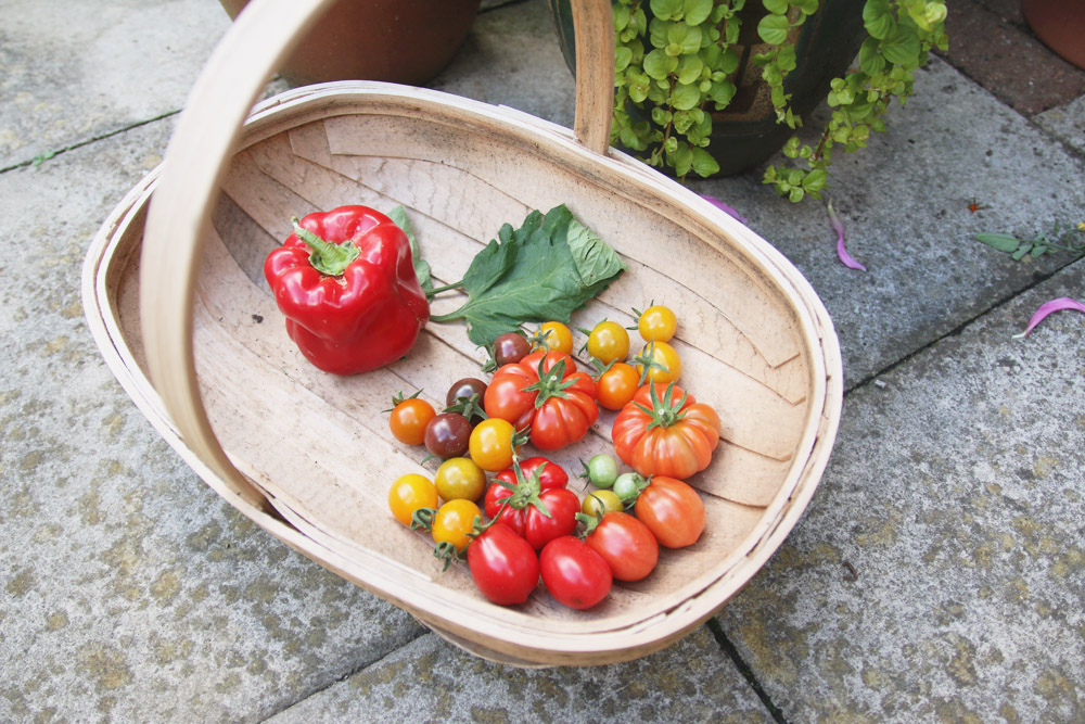 Vegetable Garden - Tomato & Pepper Harvest