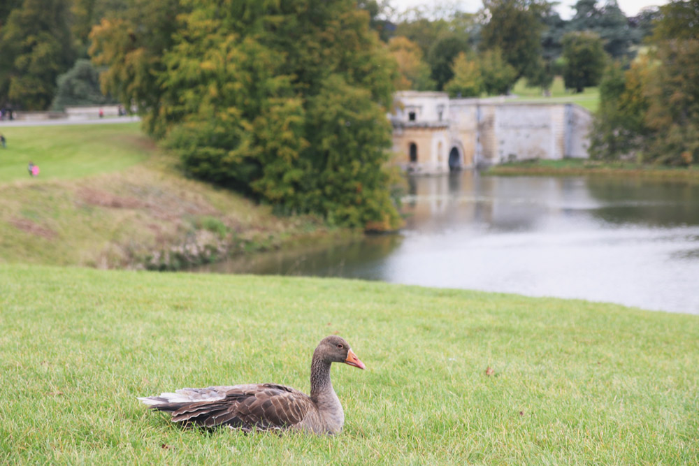 Blenheim Palace, Oxfordshire