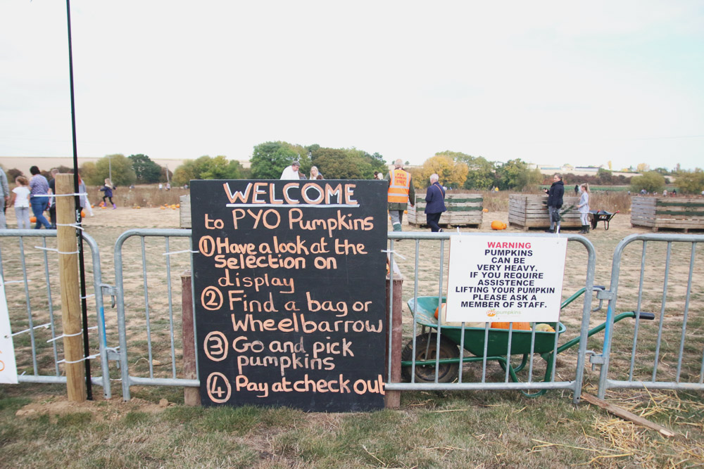 Pumpkin Picking at PYO Pumpkins, Kent