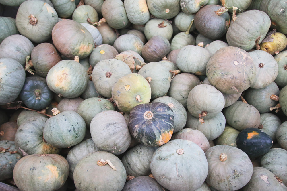 Blue Pumpkins at PYO Pumpkins, Kent