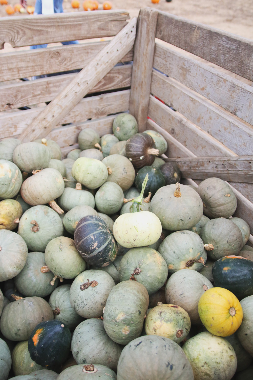 Blue Pumpkins at PYO Pumpkins, Kent