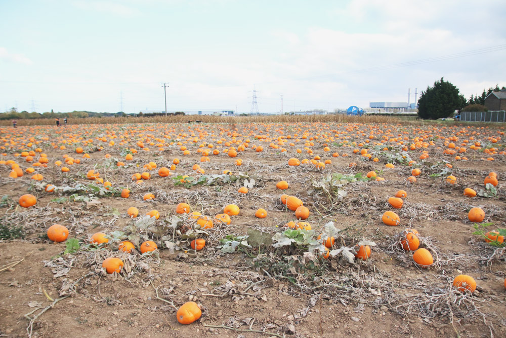 Pumpkin Field at PYO Pumpkins, Kent