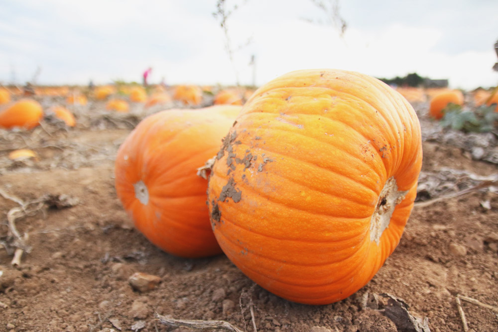 Pumpkins at PYO Pumpkins, Kent