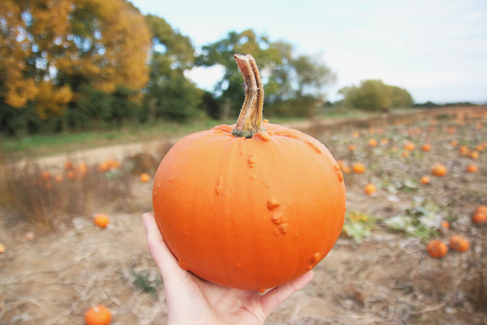 Warty Pumpkins at PYO Pumpkins, Kent