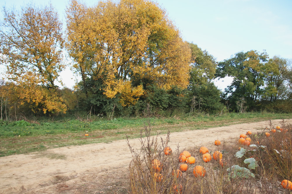 Pumpkin Field at PYO Pumpkins, Kent