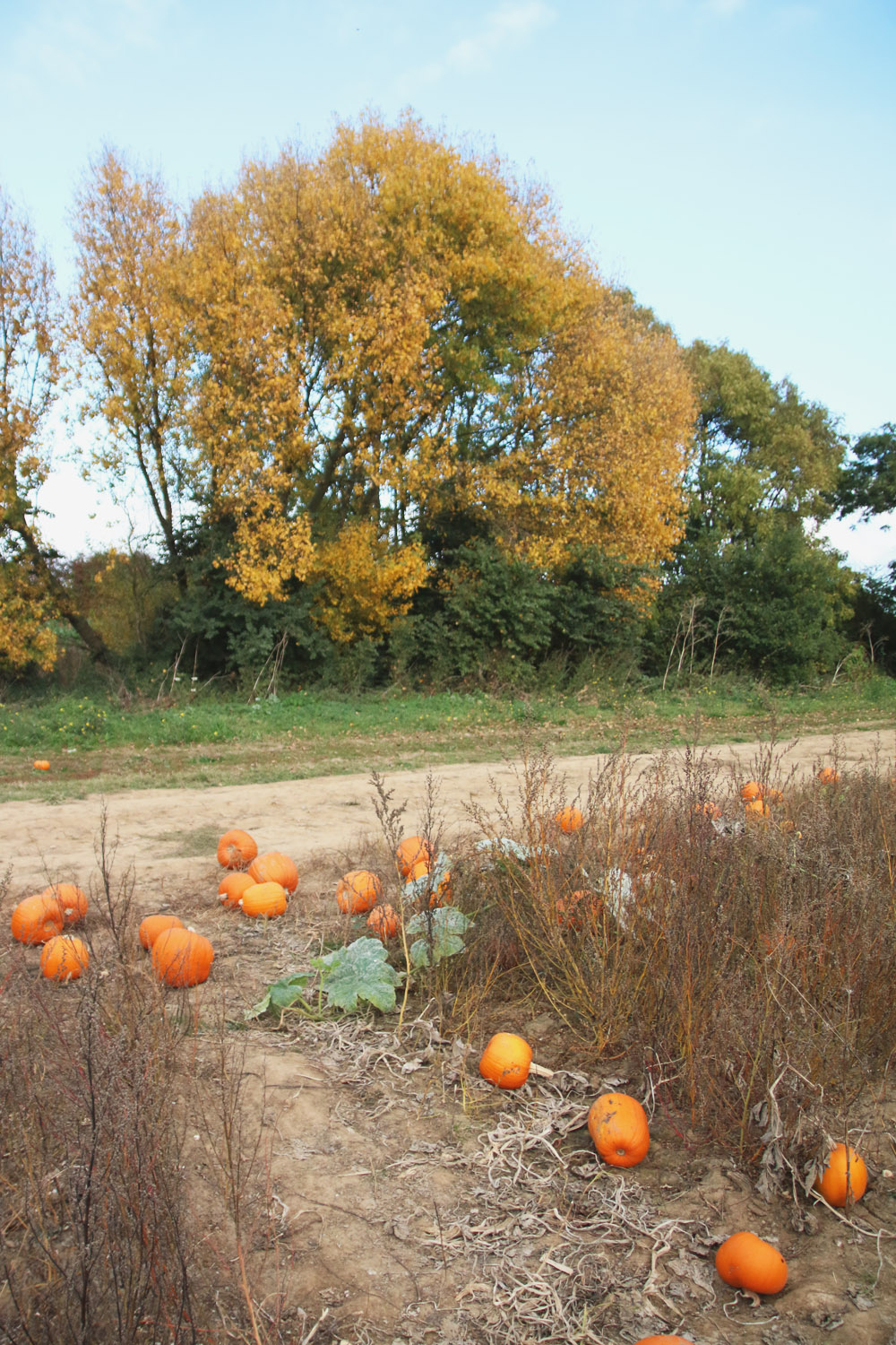 Pumpkin Field at PYO Pumpkins, Kent